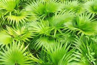 Saw Palmetto